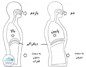 تنفس شکمی